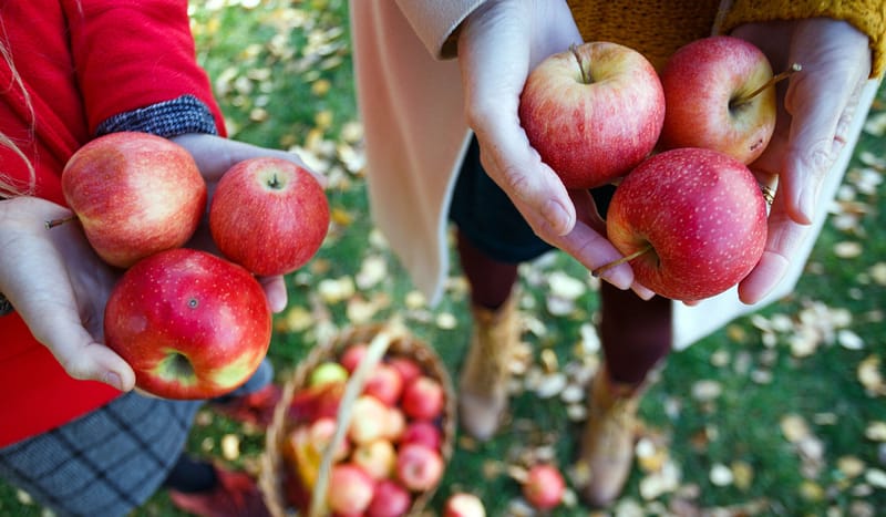 image shows children holding red apples